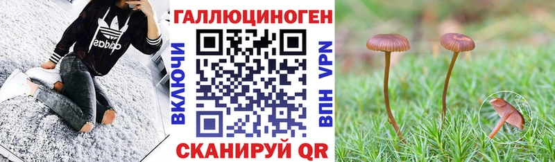 Галлюциногенные грибы Psilocybe  Братск 